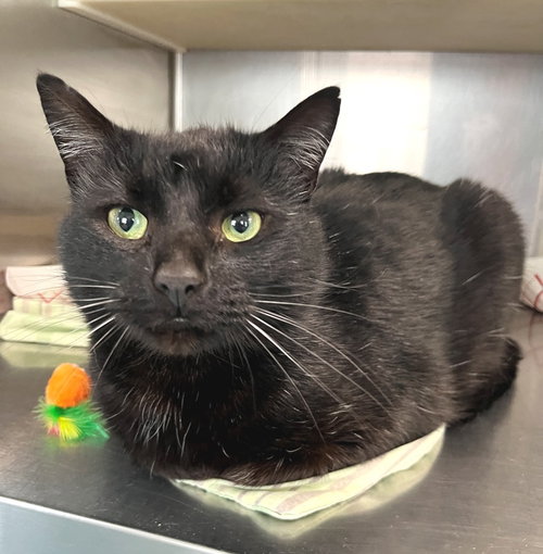 Tony, an adoptable Domestic Short Hair in Carrollton, GA
