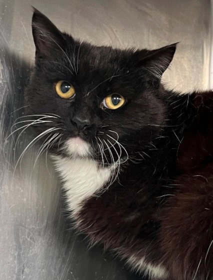 Tyrion, Adult Tuxedo (short coat), cat for adoption in Marietta, Georgia
