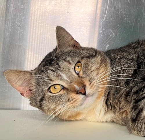 Uncle, an adoptable Tabby in Carrollton, GA