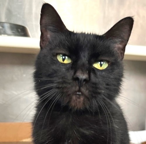 Vixin, an adoptable Domestic Short Hair in Carrollton, GA