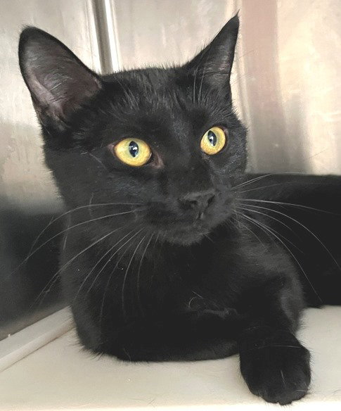 Kenya, an adoptable Domestic Short Hair in Carrollton, GA