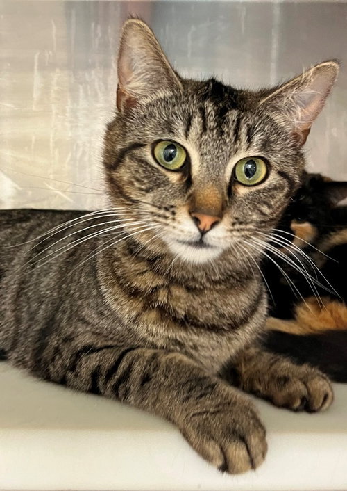 Barlee, an adoptable Tabby in Carrollton, GA