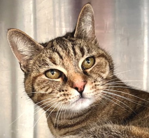 Isabelle, an adoptable Tabby in Carrollton, GA