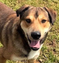 Kelson, an adoptable Hound in Carrollton, GA