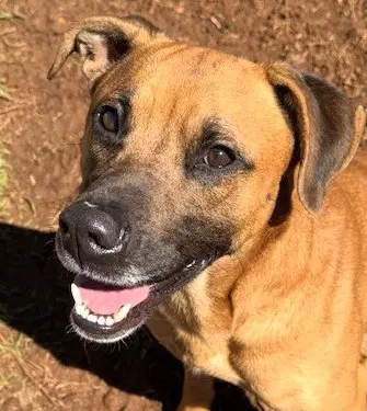 Hank - Shepherd