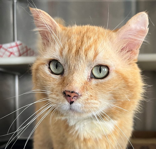 Beau, Young Domestic Short Hair (short coat), cat for adoption in Marietta, Georgia