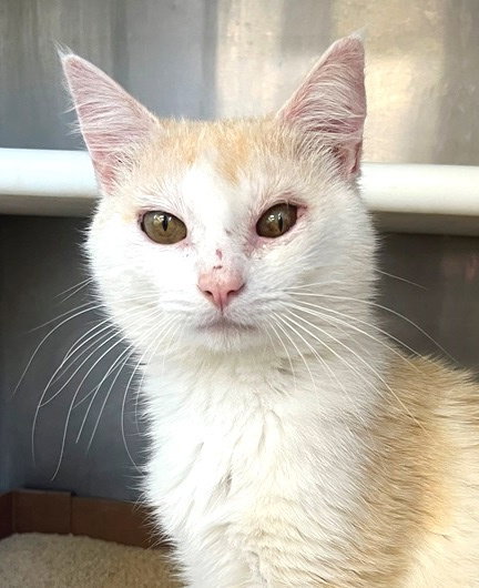 Abu, Young Domestic Short Hair (short coat), cat for adoption in Marietta, Georgia
