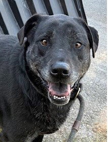 Hattie, an adoptable Labrador Retriever in Carrollton, GA