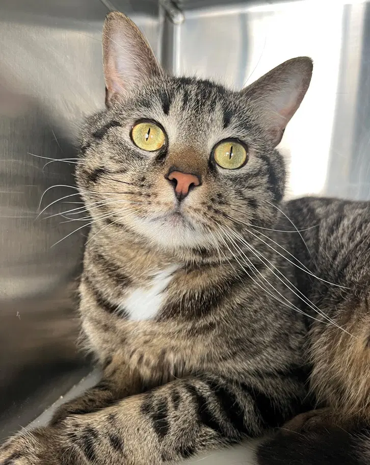 Duncan - Tabby