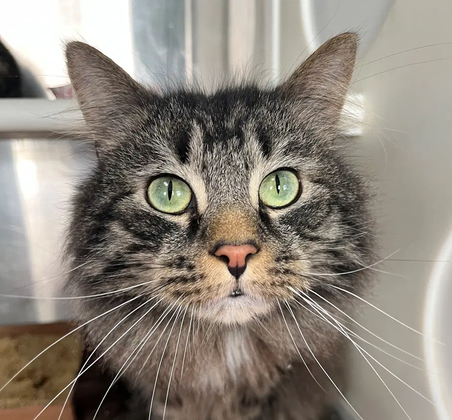 P J - Brown Tabby