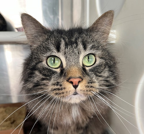 P. J., an adoptable Tabby in Carrollton, GA