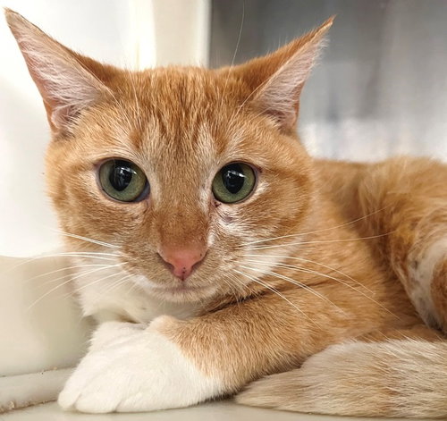 Cheesy, an adoptable Tabby in Carrollton, GA
