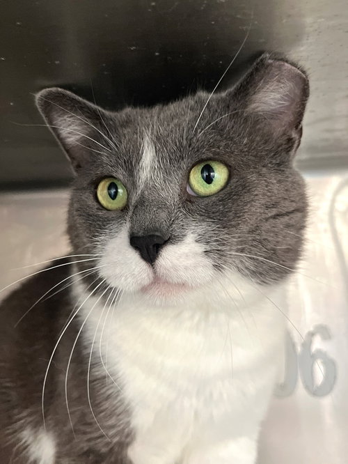 Rebel, an adoptable Domestic Short Hair in Carrollton, GA
