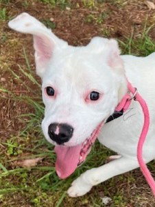 Michaela, an adoptable Bulldog in Carrollton, GA