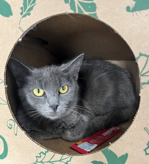 Flower, an adoptable Domestic Short Hair in Carrollton, GA