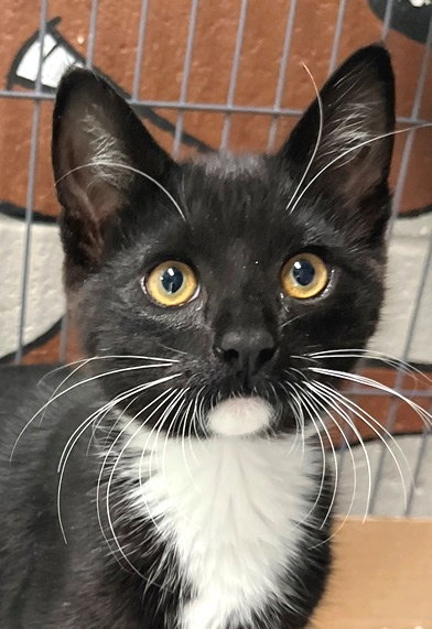 Leo, an adoptable Tuxedo in Carrollton, GA
