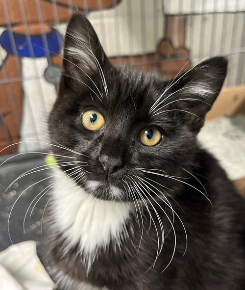 Pisces, an adoptable Tuxedo in Carrollton, GA