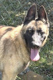 Havanna, an adoptable Belgian Shepherd Malinois in Carrollton, GA