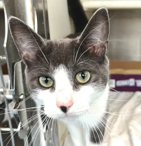 George - Domestic Short Hair