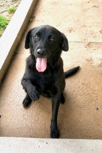 Sirius photo 2