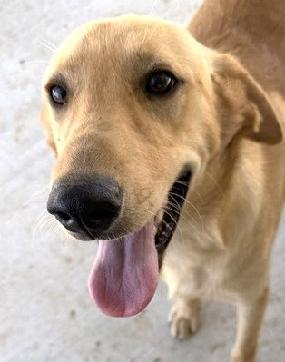 Astro
