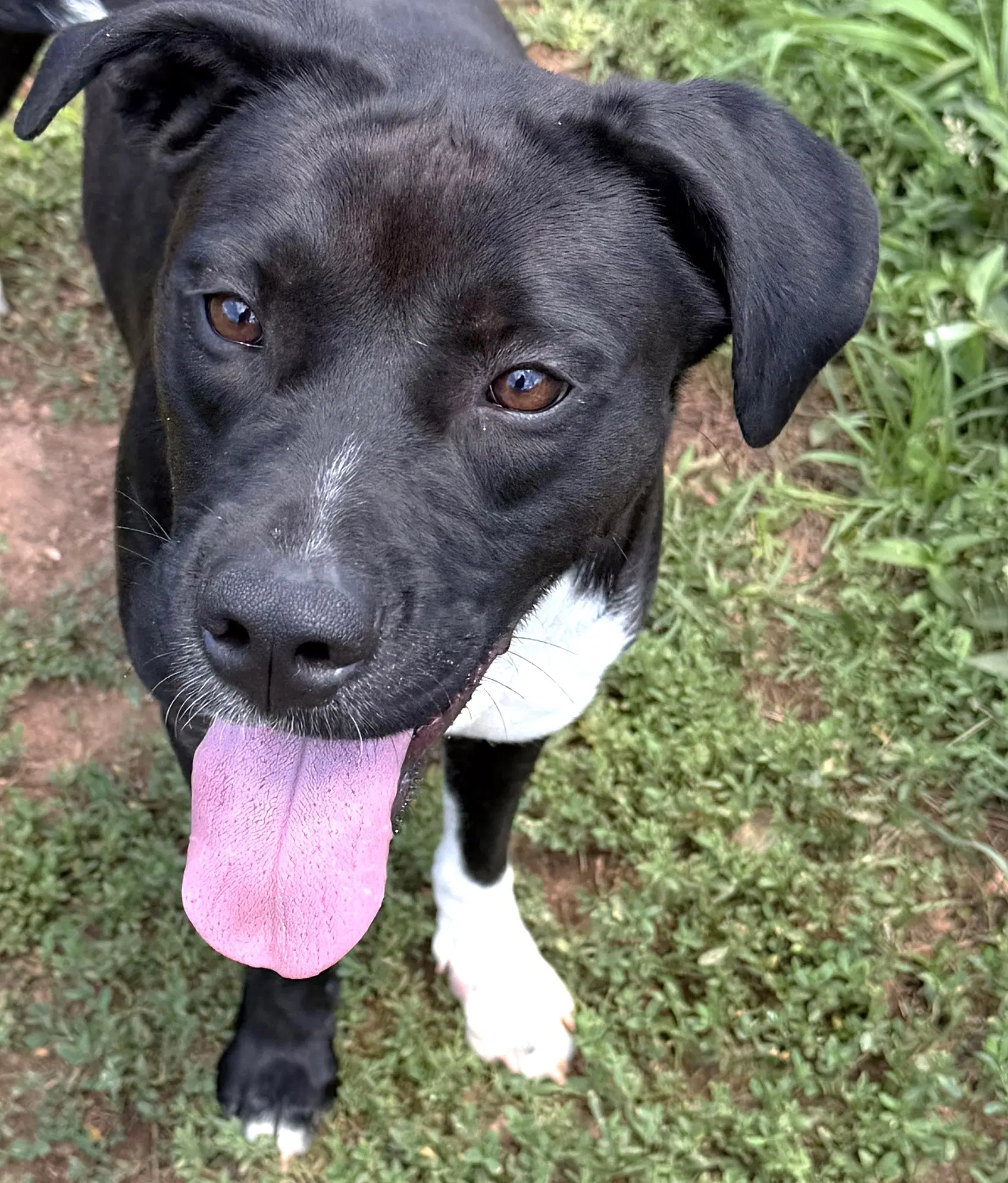 Onyx - Pit Bull Terrier