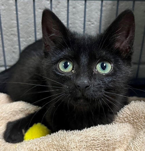 Bellatrix