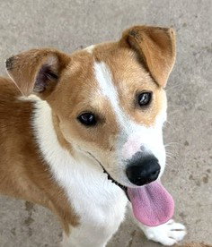 Finn, an adoptable Collie in Carrollton, GA