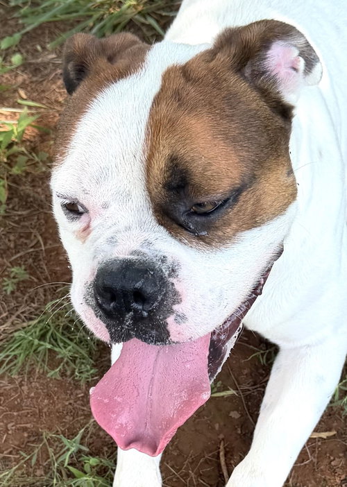 Bowser