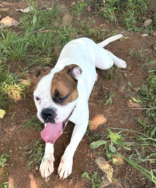 Bowser photo 4