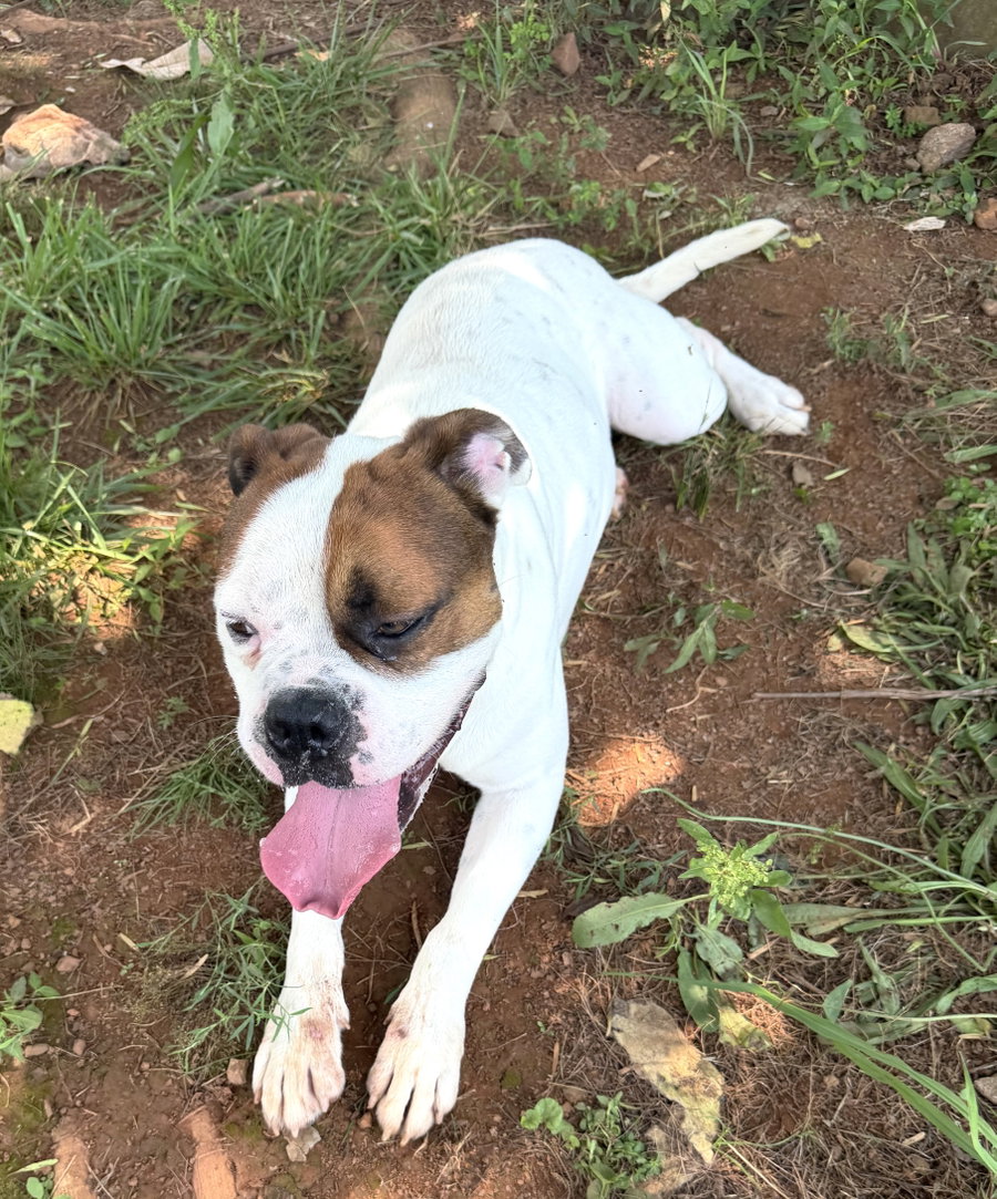 Bowser