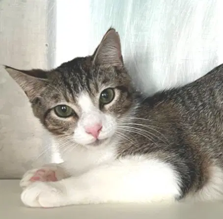 Barney - Tabby