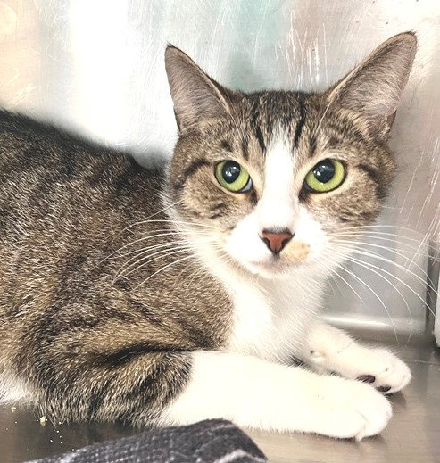 Baby Bop, an adoptable Tabby in Carrollton, GA