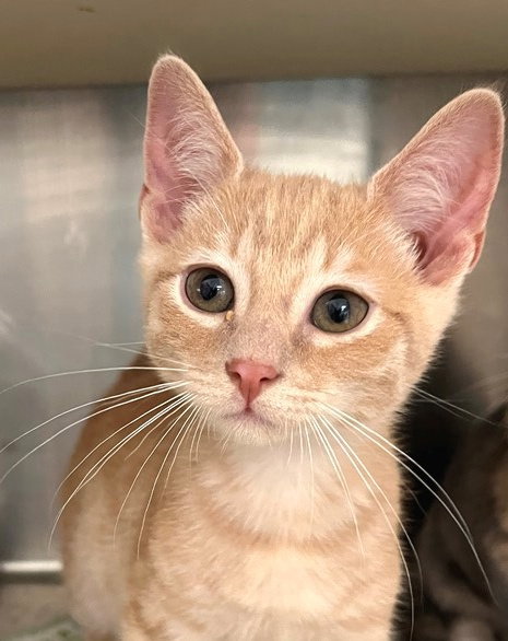 Digit, an adoptable Tabby in Carrollton, GA