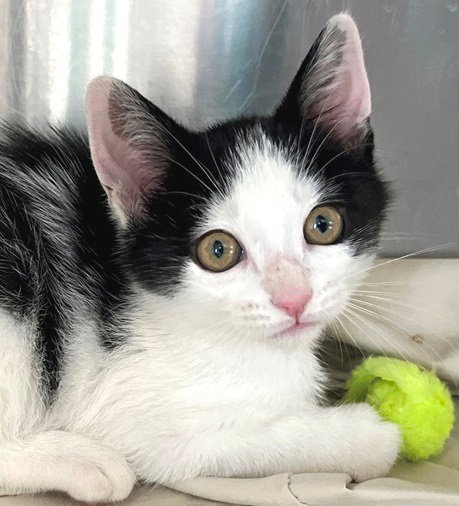 Wanda, an adoptable Domestic Short Hair in Carrollton, GA
