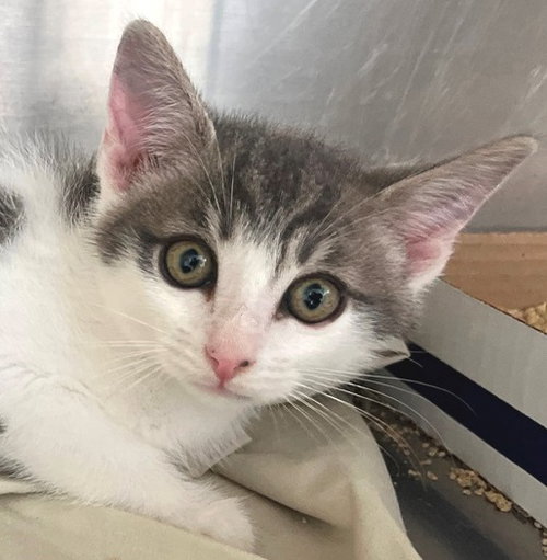 Arnold, an adoptable Tabby in Carrollton, GA