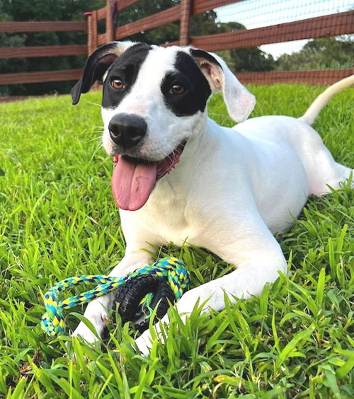 Bourbon, an adoptable Hound in Carrollton, GA