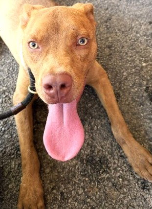 Xavier, an adoptable Feist in Carrollton, GA