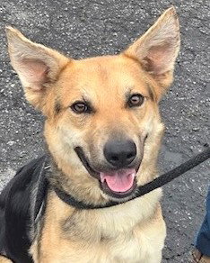 Jessie, an adoptable Shepherd in Carrollton, GA
