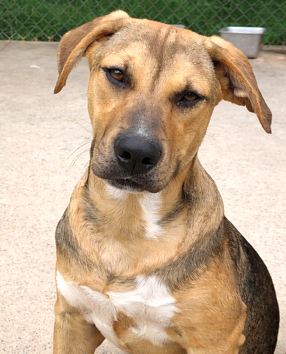 Cyprus, an adoptable Shepherd in Carrollton, GA