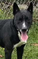 Fido - Carolina Dog
