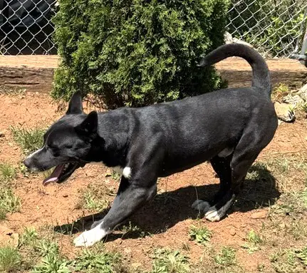 Fido image 4