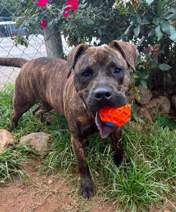 Axel - Pit Bull Terrier