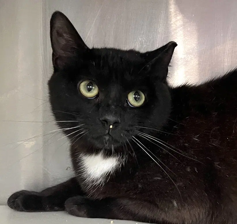 Malawi - Domestic Short Hair