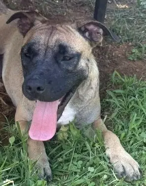Kiwi - Shepherd