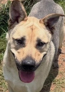 Ace, an adoptable Shepherd in Carrollton, GA