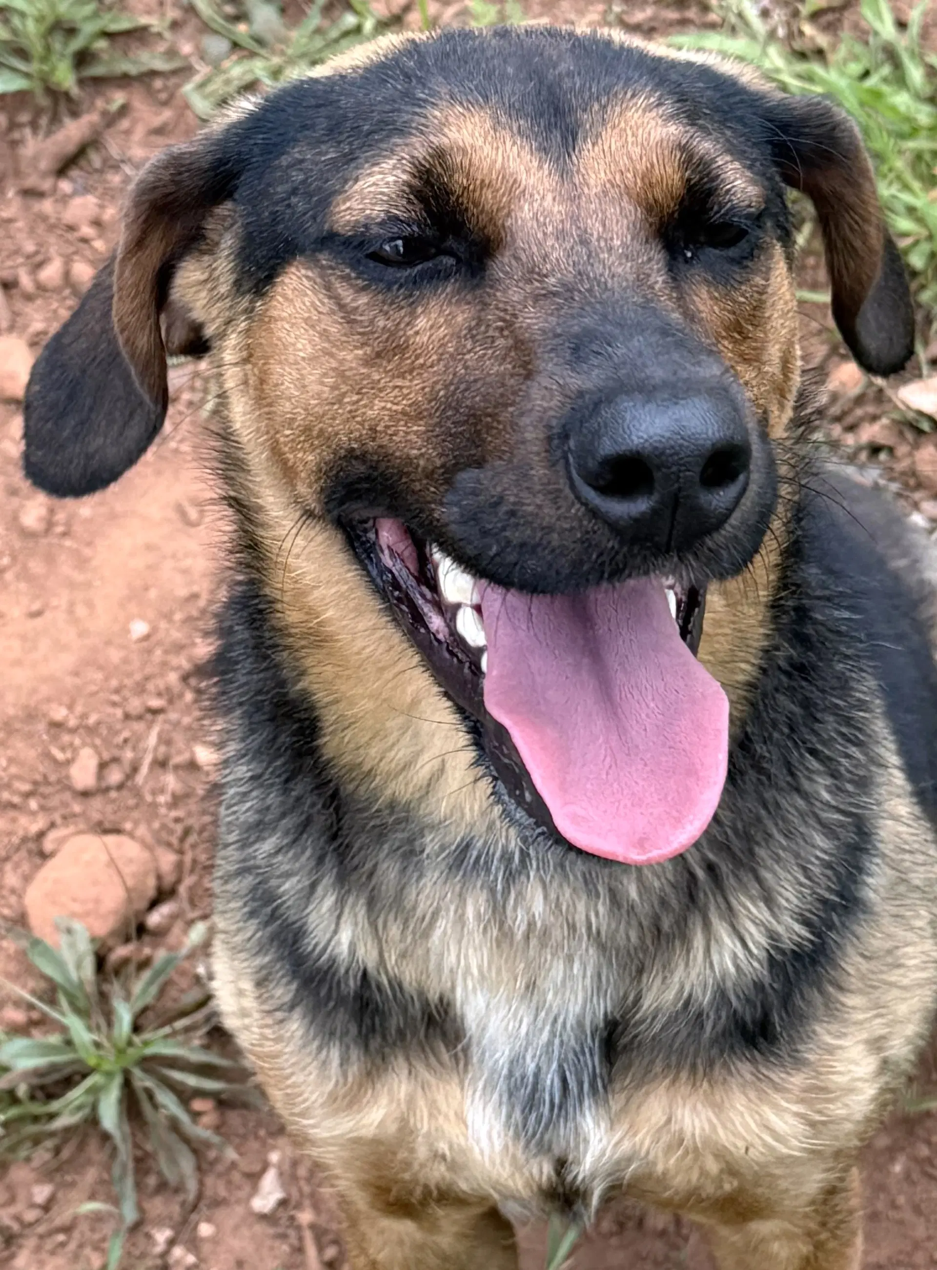 Isla - Hound