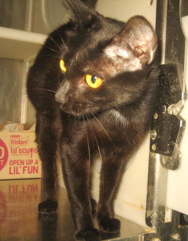 Pickles photo 2