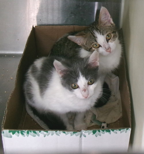 Barbie & Skipper