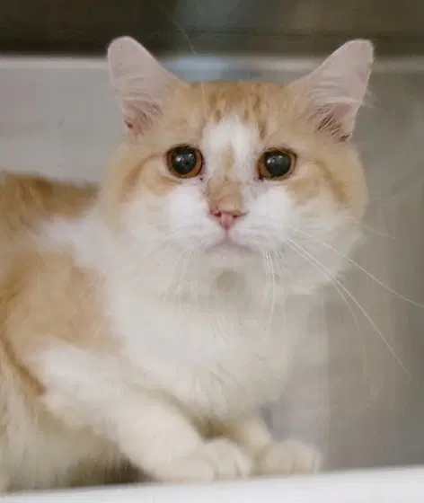 Ollivander - Domestic Medium Hair